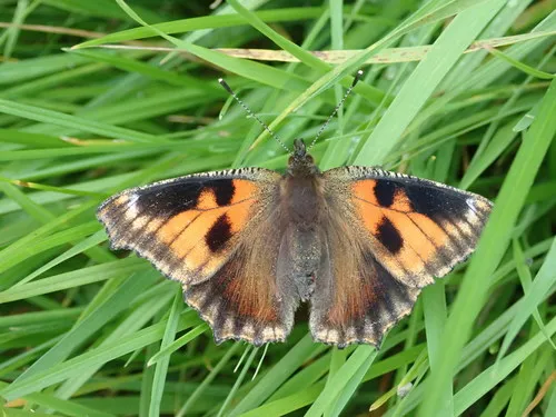 Small Tortoiseshell - photo 8