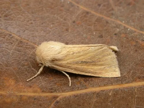 Small Wainscot - photo 2