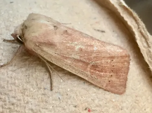 Small Wainscot - photo 3