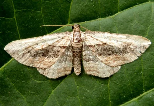 Small Waved Umber - photo 2