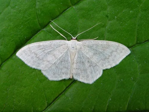Small White Wave