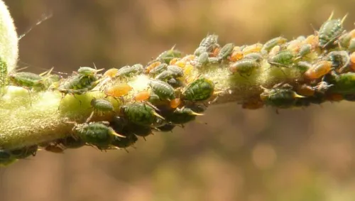 Small Willow Aphid - Aphis farinosa