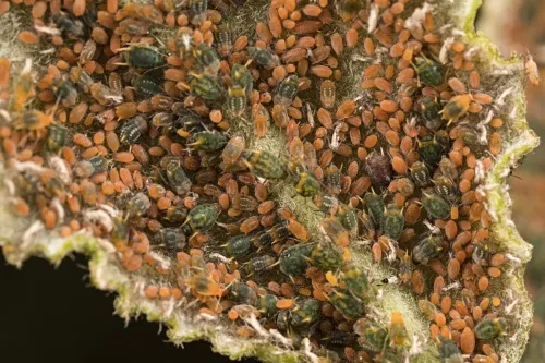 Small Willow Aphid - photo 2