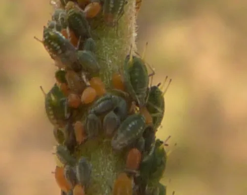 Small Willow Aphid - photo 3