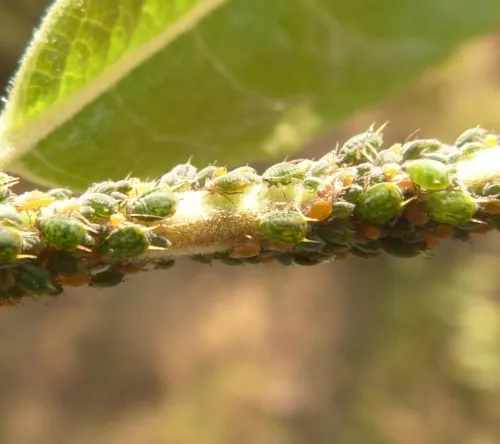 Small Willow Aphid - photo 4