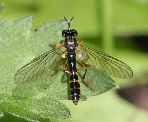Small Yellow-legged Robber Fly