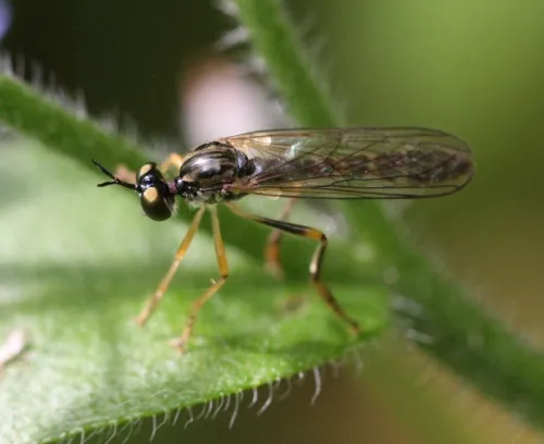 Small Yellow-legged Robber Fly - photo 2