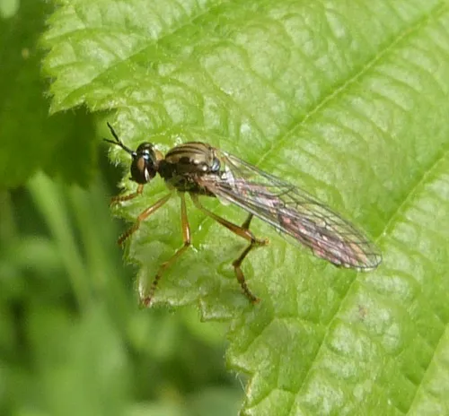 Small Yellow-legged Robber Fly - photo 3