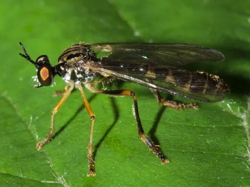 Small Yellow-legged Robber Fly - photo 4