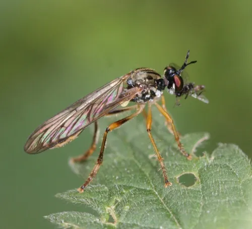 Small Yellow-legged Robber Fly - photo 5