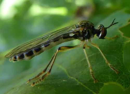 Small Yellow-legged Robber Fly - photo 7