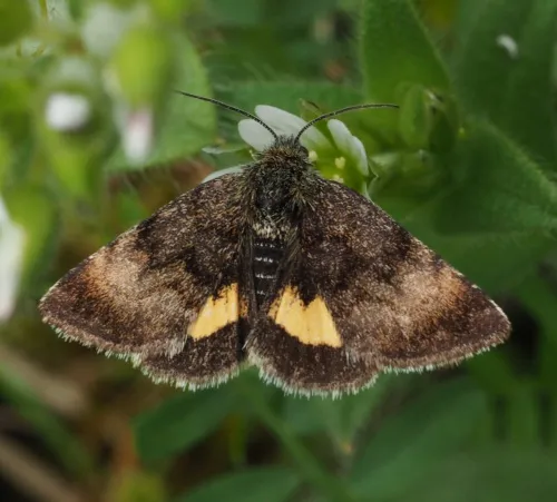 Small Yellow Underwing - photo 2