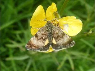 Small Yellow Underwing - photo 3