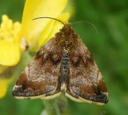 Small Yellow Underwing - photo 4