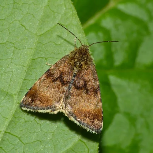 Small Yellow Underwing - photo 5