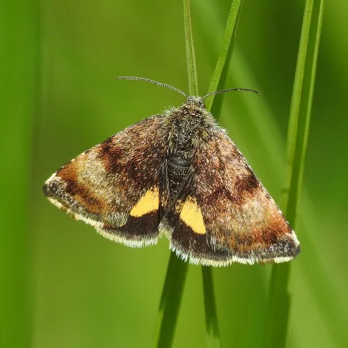 Small Yellow Underwing - photo 6