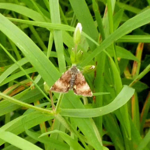 Small Yellow Underwing - photo 7