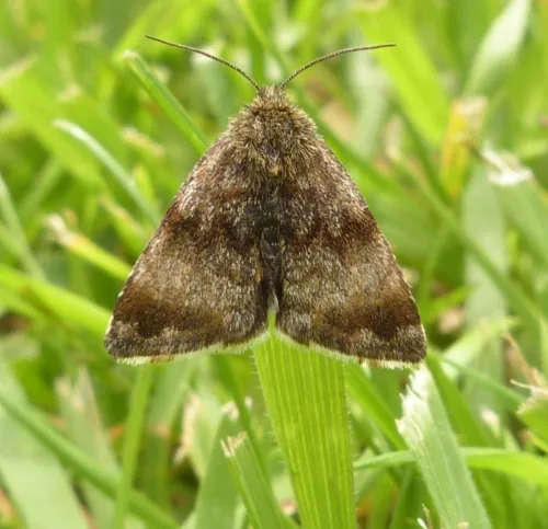 Small Yellow Underwing - photo 8