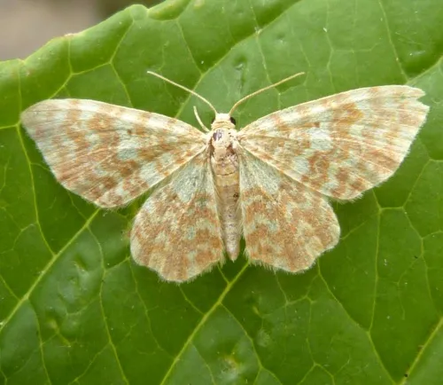 Small Yellow Wave - Hydrelia flammeolaria