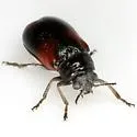 Smaragdina militaris - photo 2