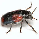 Smaragdina militaris - photo 3