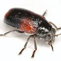 Smaragdina militaris - photo 4