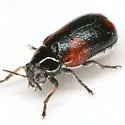 Smaragdina militaris - photo 5