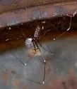 Smeringopus pallidus - photo 2