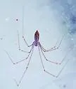 Smeringopus pallidus - photo 3