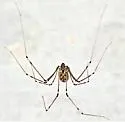 Smeringopus pallidus - photo 4