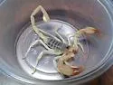 Smeringurus aridus