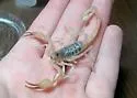 Smeringurus aridus - photo 2