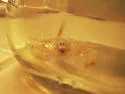 Giant Sand Scorpion - photo 2