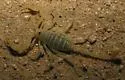 Giant Sand Scorpion - photo 4