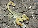 Giant Sand Scorpion - photo 5