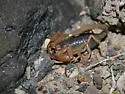 Smeringurus vachoni