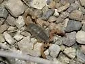 Smeringurus vachoni - photo 2