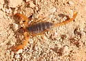 Smeringurus vachoni - photo 3