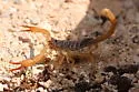 Smeringurus vachoni - photo 4
