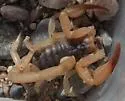 Smeringurus vachoni - photo 5