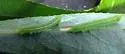 Smerinthus astarte - Hodges#7822.2