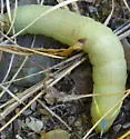 Smerinthus astarte - Hodges#7822.2 - photo 2
