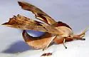 Smerinthus astarte - Hodges#7822.2 - photo 3