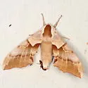 Smerinthus astarte - Hodges#7822.2 - photo 5