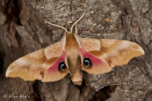 Smerinthus ophthalmica - Hodges#7822.1