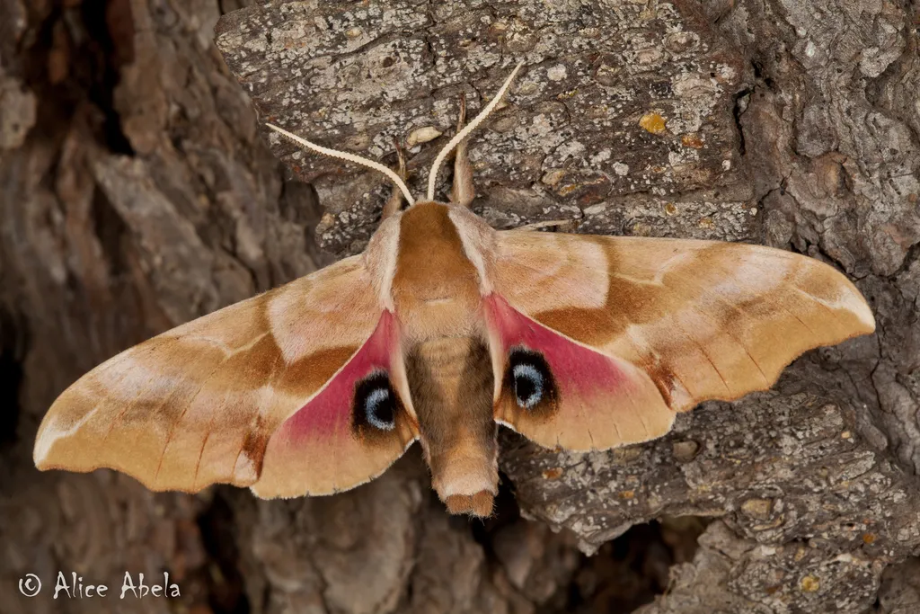 Smerinthus ophthalmica - Hodges#7822.1 - photo 2
