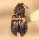 Smicraulax tuberculatus