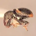 Smicraulax tuberculatus - photo 2
