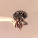 Smicraulax tuberculatus - photo 3