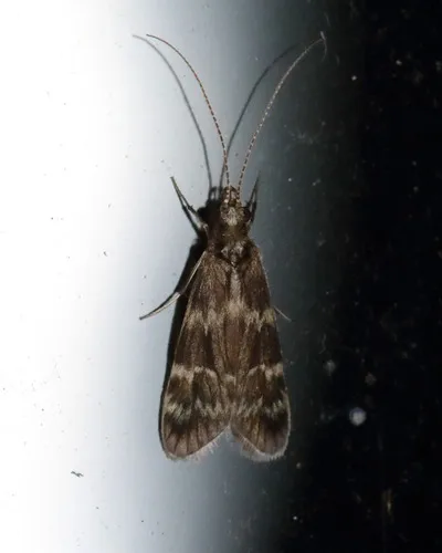 Smicridea fasciatella